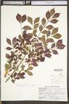 Euonymus alata