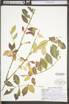 Euonymus alata