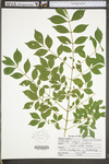 Euonymus alata