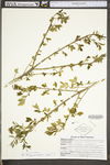 Euonymus alata