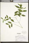 Euonymus americana