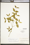 Euonymus americana