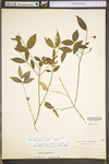 Euonymus americana