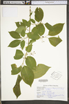 Euonymus atropurpurea var. atropurpurea