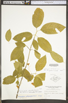 Euonymus atropurpurea var. atropurpurea