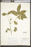 Euonymus atropurpurea var. atropurpurea