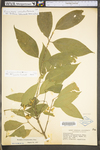 Euonymus atropurpurea var. atropurpurea