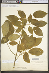 Euonymus atropurpurea var. atropurpurea