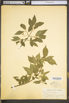 Euonymus europaea