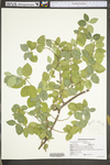 Euonymus fortunei