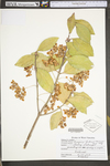 Euonymus fortunei