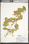 Euonymus fortunei