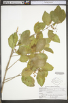 Euonymus fortunei