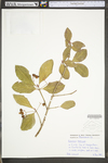 Euonymus fortunei