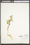 Chenopodium album var. album