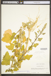 Chenopodium album var. missouriense