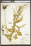 Chenopodium album var. missouriense