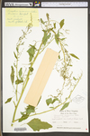 Chenopodium album var. missouriense