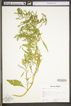 Chenopodium album var. missouriense