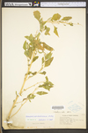 Chenopodium berlandieri var. bushianum