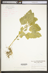 Chenopodium simplex