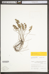 Helianthemum bicknellii
