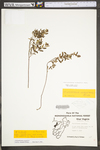 Helianthemum bicknellii