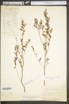Helianthemum canadense