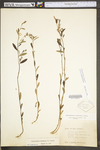 Helianthemum canadense