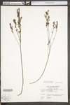 Helianthemum canadense