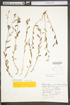 Helianthemum canadense