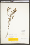 Helianthemum canadense