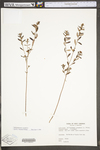 Helianthemum canadense