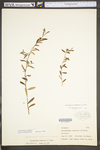 Helianthemum canadense