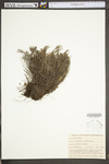 Hudsonia tomentosa var. tomentosa