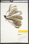 Hudsonia tomentosa var. tomentosa