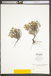 Hudsonia tomentosa var. tomentosa