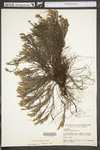Hudsonia tomentosa var. tomentosa