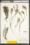 Hudsonia tomentosa var. tomentosa