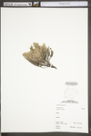 Hudsonia tomentosa var. tomentosa