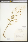Lechea mucronata
