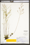 Lechea racemulosa