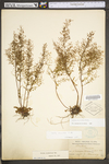 Lechea racemulosa