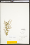 Lechea racemulosa