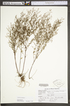 Lechea racemulosa