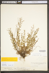 Lechea racemulosa