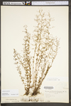 Lechea racemulosa