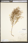Lechea racemulosa