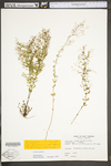 Lechea tenuifolia