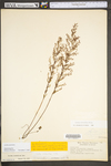 Lechea racemulosa